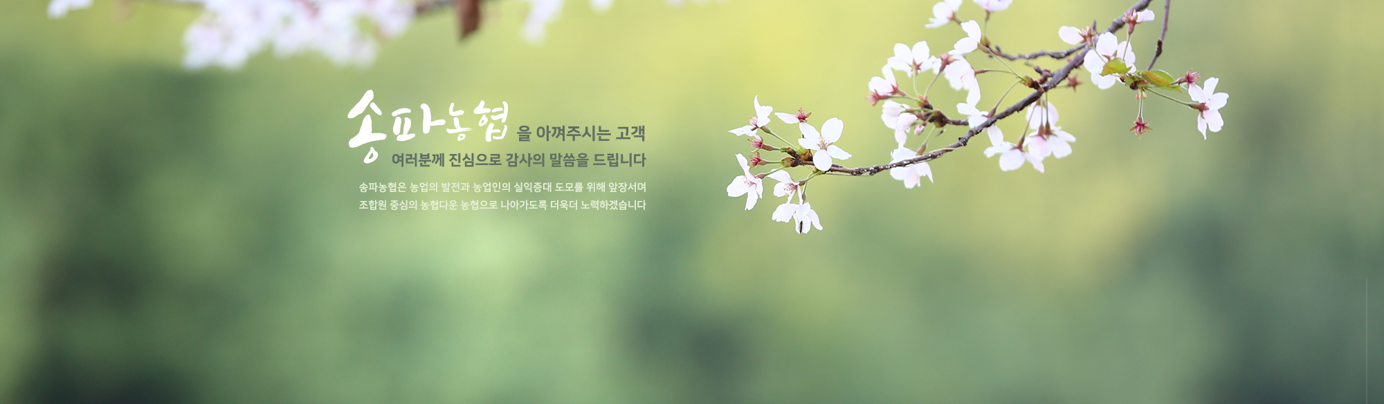 visual_봄